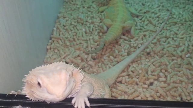 Новые бородатые Агамы в Ящерополисе смотреть онлайн