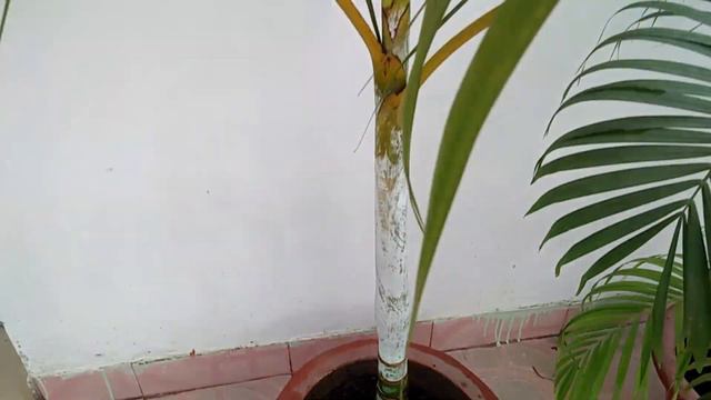 HOW TO GROW AND CARE ARECA PALM || CARE OF ARECA PALM PLANTS IN POTS 🌴🌴 смотреть онлайн