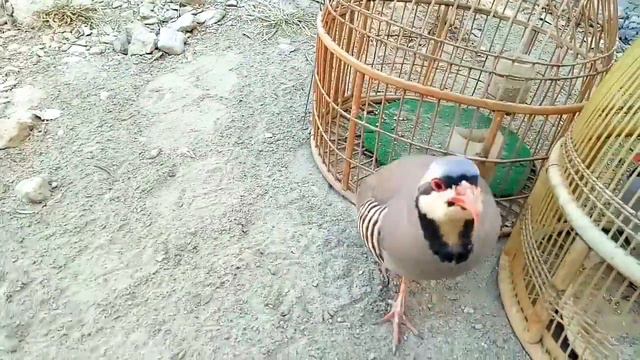 Chakor Partridge Voice | Chakor Ki Awaz