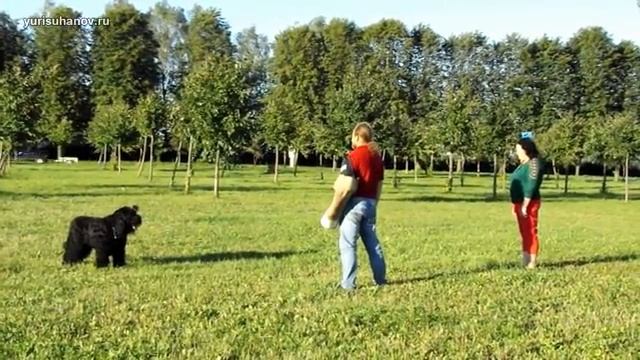 Потенциально опасные породы собак??? Или неадекватные владельцы? Часть 2 смотреть онлайн