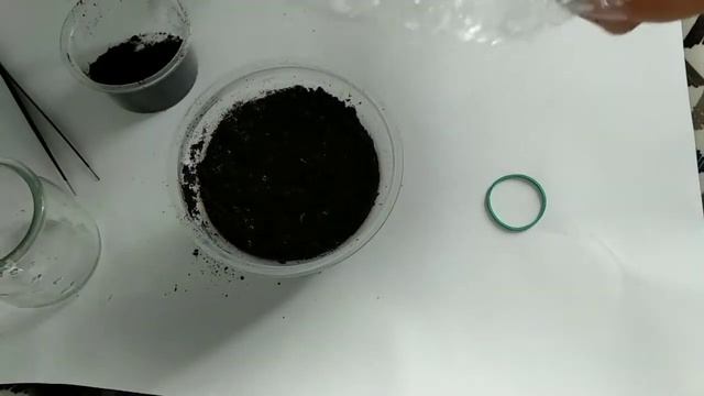 Гиппеаструм из семян. Супер результат #hippeastrum #amaryllis #гиппеаструмразмножениесеменами смотреть онлайн