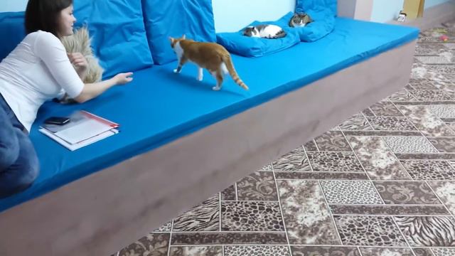 Кото-кафе Котейка смотреть онлайн