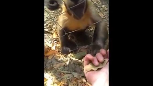 Monkey helps a man to squeeze dry leaves / Обезьянка помогает ломать листья смотреть онлайн