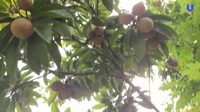Sapodilla Plant Care Tips | Sapodilla Tree Care