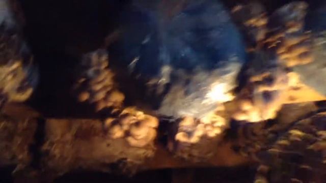 Выращивание вешенок в гараже смотреть онлайн