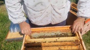 Как сделать однорамочный отводок на неплодную матку!