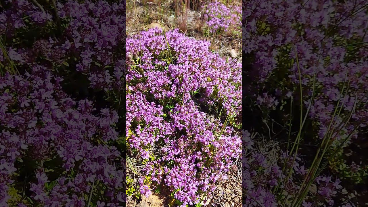 Лесной чабрец #цветы #garden