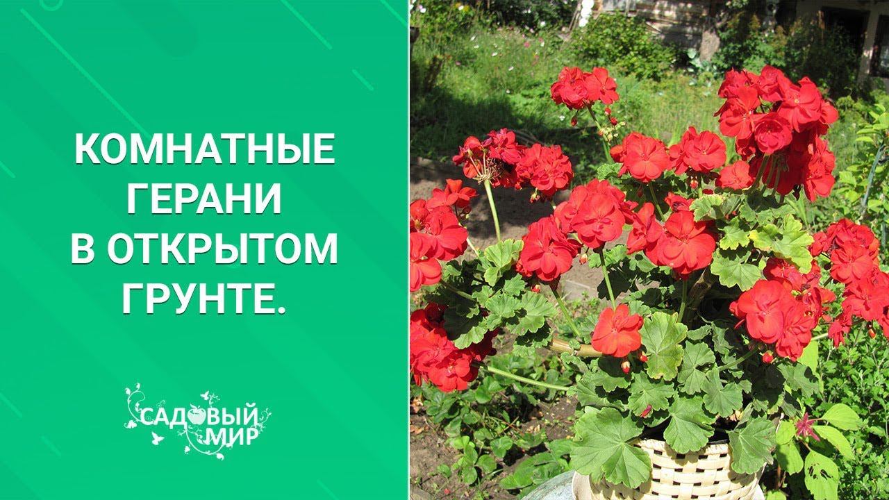 Комнатные герани в открытом грунте смотреть онлайн