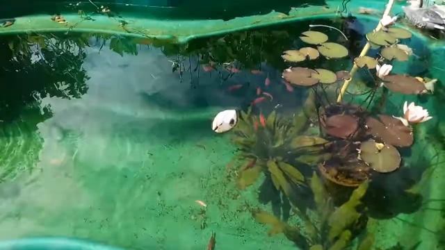 Меченосцы в дачном прудике. смотреть онлайн