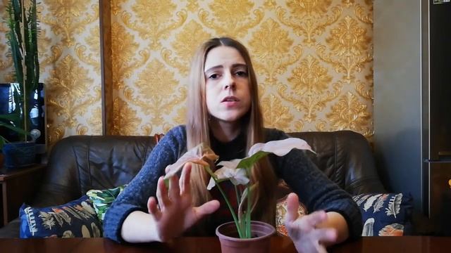 Das Syngonium Neon | Neon Robusta | Pflanzenpflege 1x1