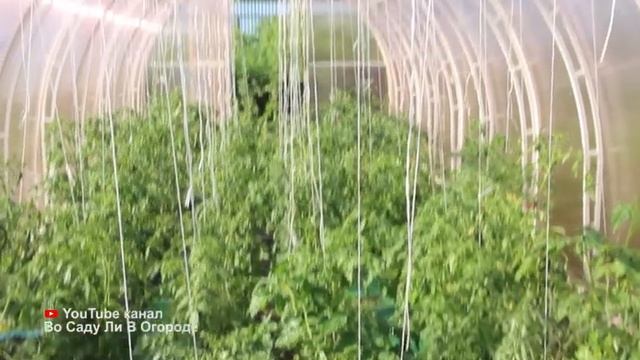 Теперь томаты поливаю только так и собираю урожай ящиками. Когда и сколько поливать томаты в теплиц смотреть онлайн