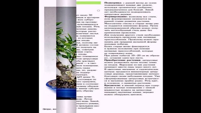 Бонсай в доме от А до Я для начинающих. смотреть онлайн