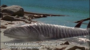 Пандерихтис (Panderichthys). Палеопарк. Вера Ионкина