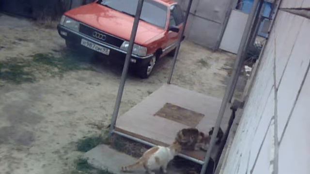 Прикалолся над катами смотреть онлайн