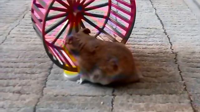 Хома поет песню. Але але смотреть онлайн