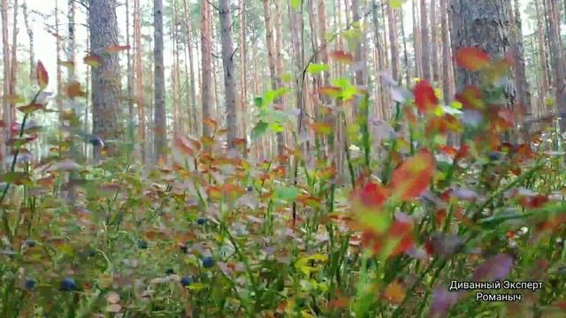 Сбор черники в Беларуси 2023 смотреть онлайн