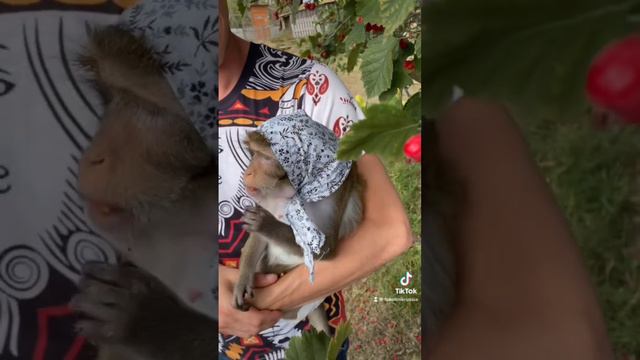 Сердцеедка смотреть онлайн
