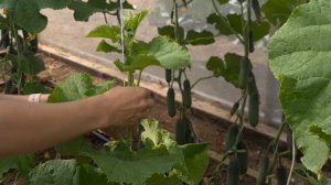 Как продлить плодоношение огурцов. Пошаговое опускание плети огурцов.