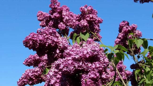 Отцветает сирень 2015г смотреть онлайн