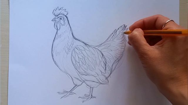 Рисуем курицу.Графика. смотреть онлайн