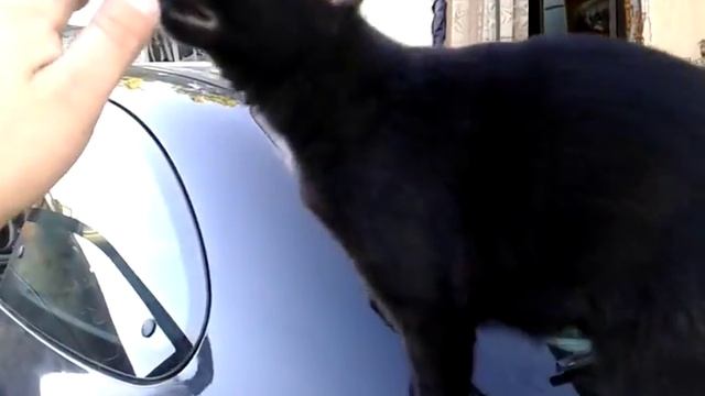 Тв Джедай - " Ремонт пола на Renault Megane Coupe часть3 " смотреть онлайн
