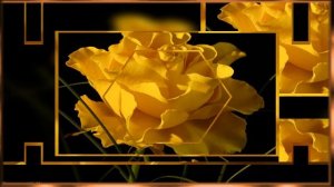 УДИВИТЕЛЬНО     КРАСИВАЯ      ПЕСНЯ !      ЖЁЛТАЯ      РОЗА !      ВЯЧЕСЛАВ      ЕВТЫХ !