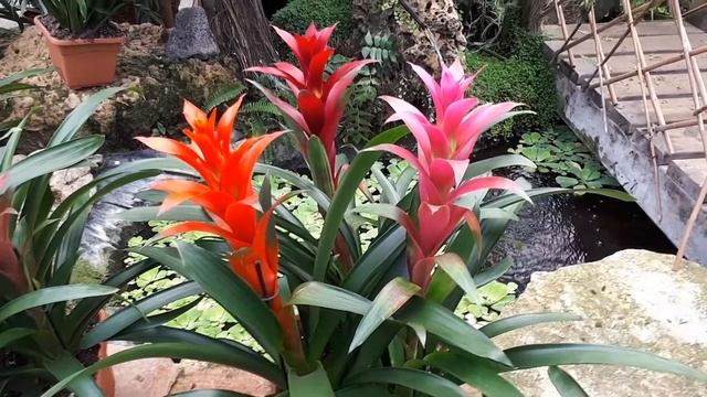 Guzmania lingulata - grow & care (Scarlet star lingulata) смотреть онлайн