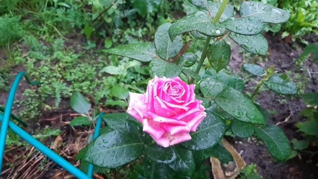 Розы : ЛАВЛИ ЛИДИЯ , АСПИРИН , ПРИНЦ МОНАКО , ГЛОРИЯ ДЭЙ , ОРАНЖ БЕБИ , АКВА , СВАНИ и др. смотреть онлайн