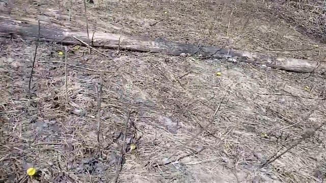 Важность цветения мать-и-мачехи в пчеловодстве. 25.04.2017. Самарский медок. смотреть онлайн