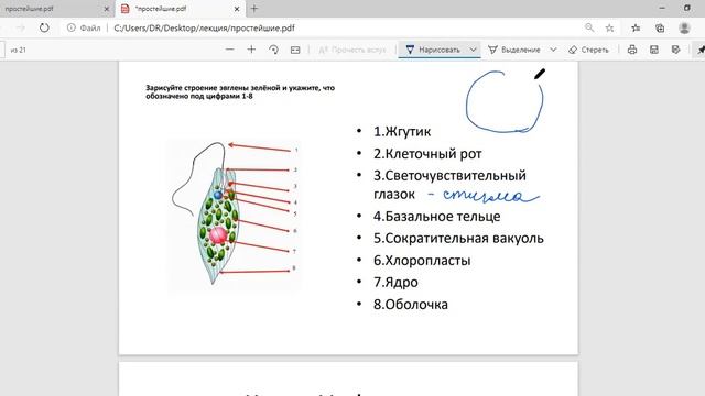 жгутиковые, инфузории смотреть онлайн