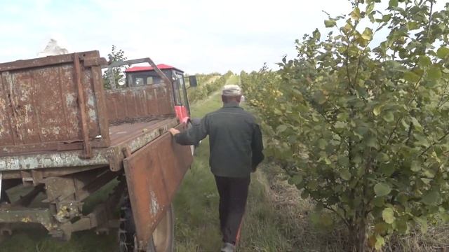 Собрали 3 тонны фундука! Урожай фундука 2022. Галле, барселонский, каталонский смотреть онлайн