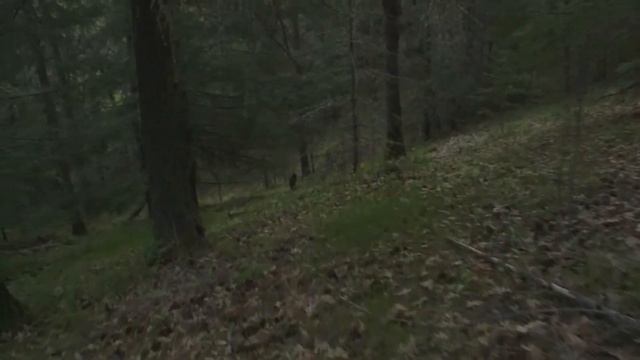 Washington Archery Merriam Turkey Hunt смотреть онлайн