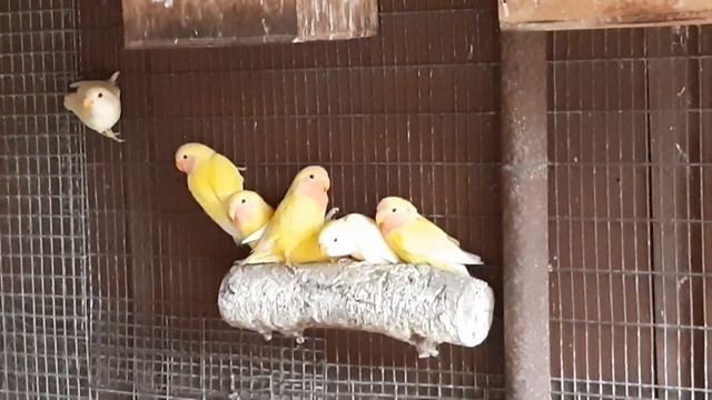 Розовощекие неразлучники. Желтые, голубые и молодеж. смотреть онлайн