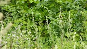 голос соловьиного сверчка