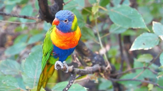 ВОССТАНОВЛЕНИЕ НЕРВНОЙ СИСТЕМЫ ? Нежная музыка, успокаивает нервную систему и радует душу смотреть онлайн