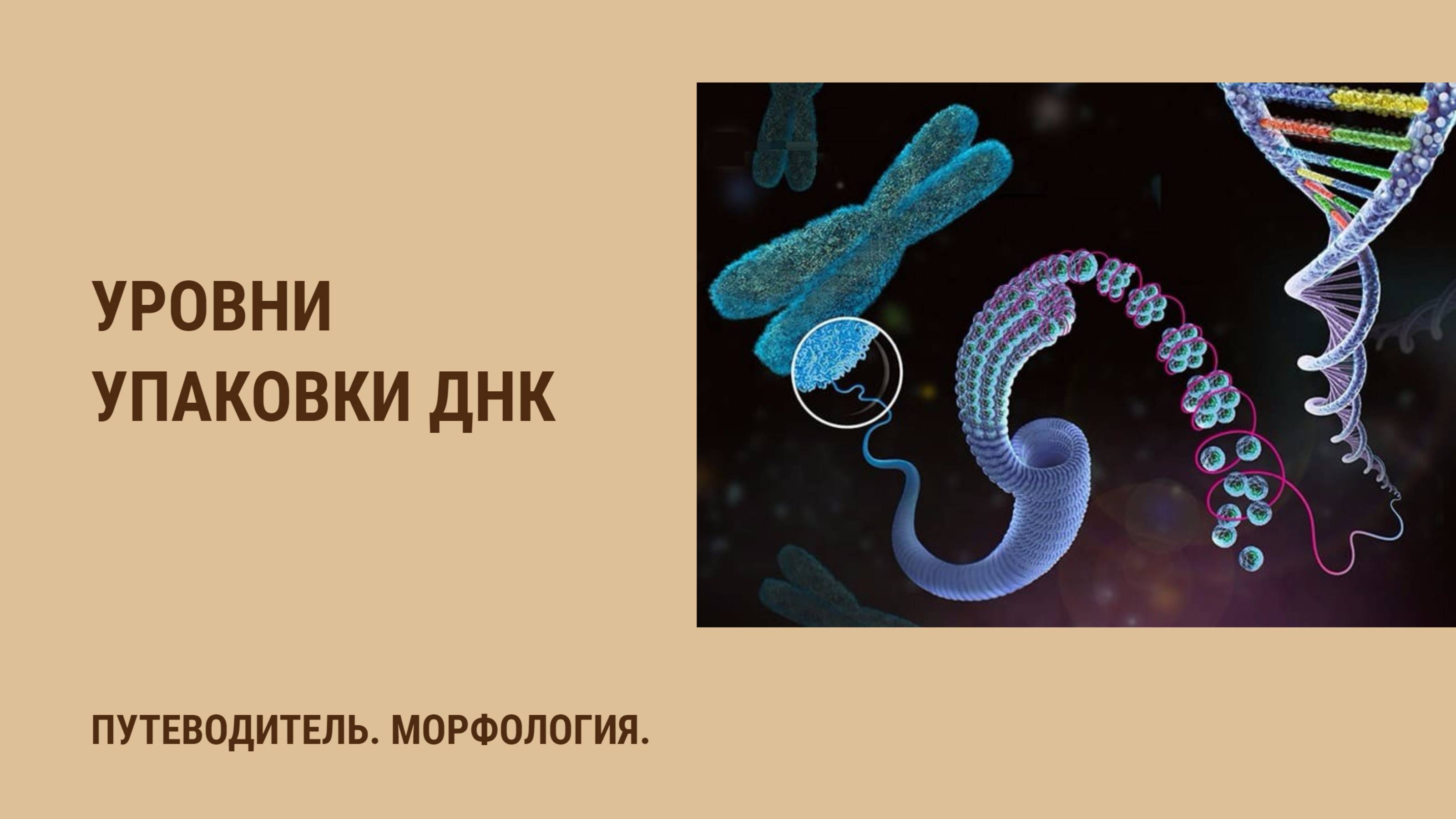 Уровни упаковки ДНК смотреть онлайн