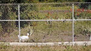 Унароково село