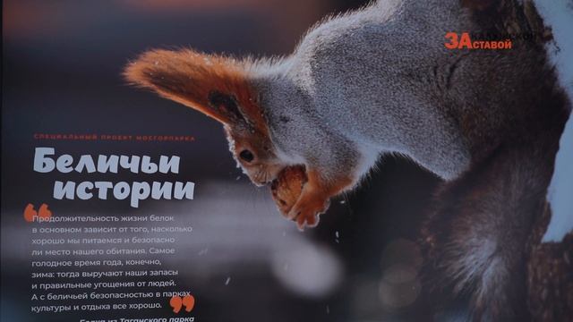 Экспозиция «Беличьи истории» в Воронцовском парке смотреть онлайн