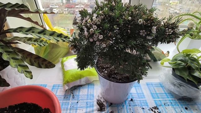 Новинки лиственных растений ? смотреть онлайн