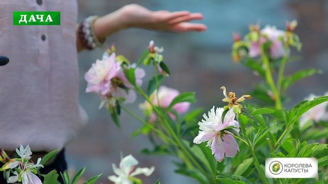 ПИОНЫ ТРАВЯНИСТЫЕ - как ухаживать после цветения смотреть онлайн