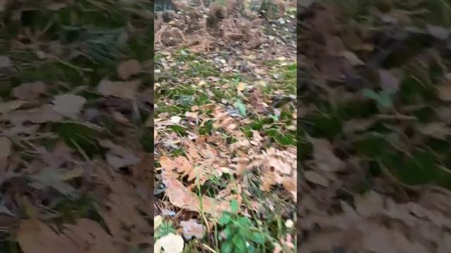 Орехово-Зуевский округ, лес от Губино в сторону Шатуры смотреть онлайн