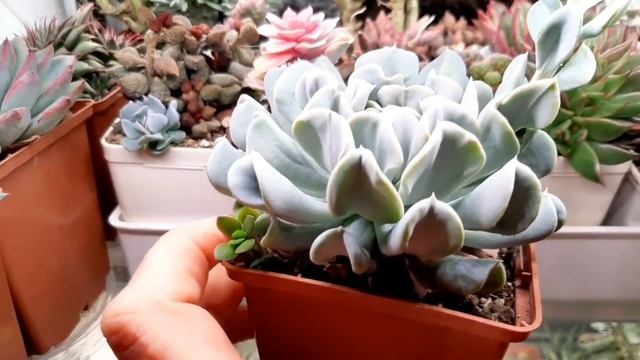 Суккуленты для новичков.