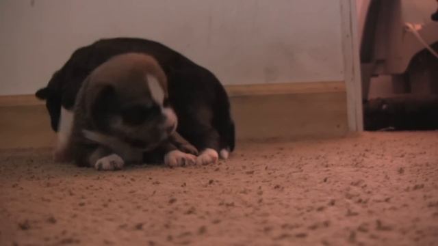 Siberian Husky/American Bulldog Mix Pups смотреть онлайн