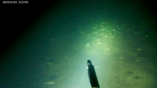 Подводная охота Карп 4,5кг и море рыбы смотреть онлайн