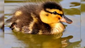 Танец маленьких утят...