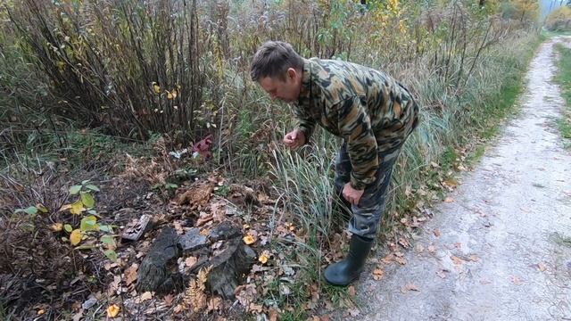 Грибные истории Гигантские грибы, малина, щитни и жаброноги. смотреть онлайн