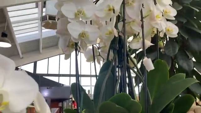 Феерия красок и разнообразия в магазине Jardiland✨ смотреть онлайн