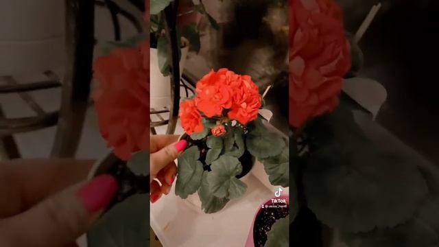 Карликовая Роза- разные оттенки красного в разные цветения.Природа хороша#пеларгонии#цветы