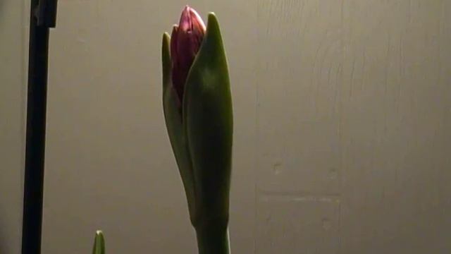Time Lapse.mov смотреть онлайн