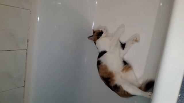 #виделивидео. Кошка моется сама. смотреть онлайн